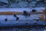 ВСУ ведут массированный обстрел центра Донецка, горят дома и автомобили