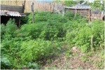 ТРИ НАРКОТЁРА И ЛЕДИ  КОНОПЛЯ ПО-МАРИУПОЛЬСКИ