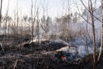 Штаты объявляют чрезвычайное положение, экономисты зовут к объединению, а на Украине горит земля