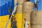 ПРОДОЛЖАЕТСЯ  РОГУЛИЗАЦИЯ МАРИУПОЛЯ