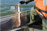 МАРИУПОЛЬСКИЕ ХРОНИКИ: РАЗГУЛЯЛОСЬ ВОРЬЁ И НА МОРЕ, И НА СУШЕ