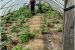 ХРОНИКИ МАРИУПОЛЯ: НАРКОПЛАНТАЦИИ НА ЗЕМЛЕ, БРАКОНЬЕРЫ  НА МОРЕ