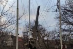 Предвестник скорого конца: в Запорожье рухнул 700-летний дуб − главное историческое дерево Украины (фото)