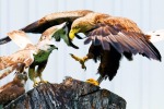 Коронавирусные олигархи: Кто озолотился во время кризиса.