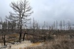 В ЛНР нашли документы о намеренном уничтожении Киевом лесов в Донбассе